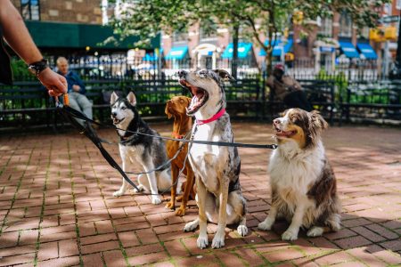 Divorciou e ficou com os pets? Cabe pensão alimentícia!